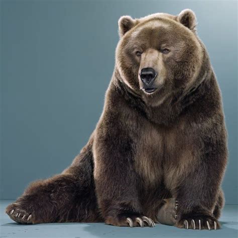 Bear Portraits By Jill Greenberg Bear Bear Stuffed Animal Bear Pictures