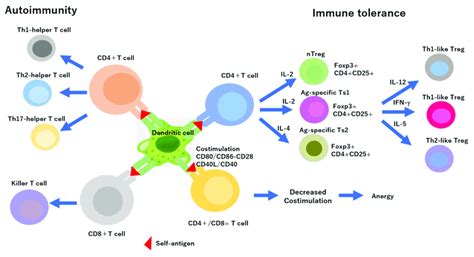 Autoimmunity And Immune Tolerance Induction In Dendritic Cells Through