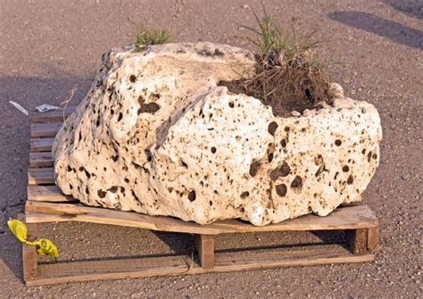 Holey Limestone Boulder Landscaping Rocks Just What Youve Been