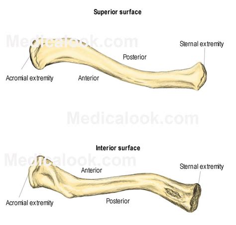 Diagram Of Clavicle Anatomy Organ Upper Limb Anatomy Anatomy Study