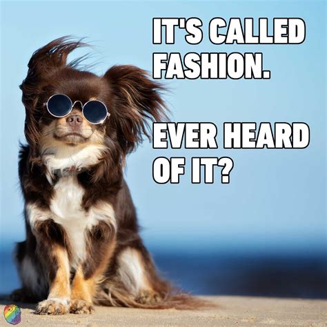 Its Called Fashion Ever Heard Of It Awesome Dog Swag In 2020