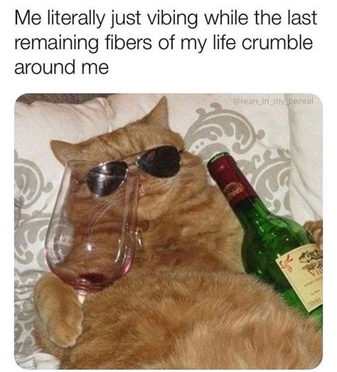 Cool Cat Meme By Damusicgamer Memedroid