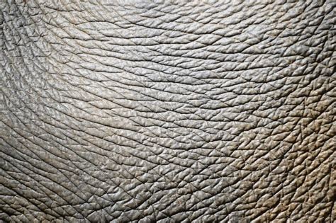 Elephant Skin Stock Photo By ©anankkml 49080341
