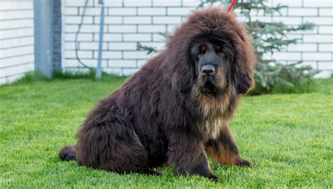 14 Most Rare Dog Breeds On The Planet And Some That Are Endagered