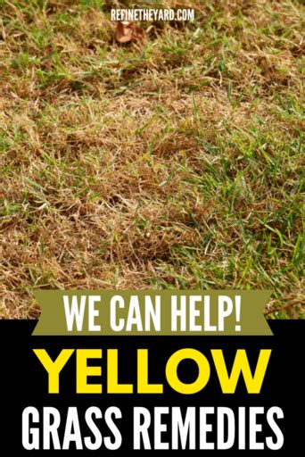 Why Is My Grass Turning Yellow Causes And Remedies Refine The Yard