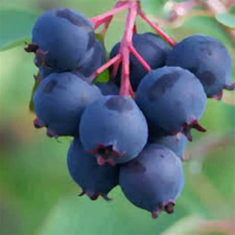 50 Organic Saskatoon Berry Seeds Fruit Garden Seed Heirloom Etsy