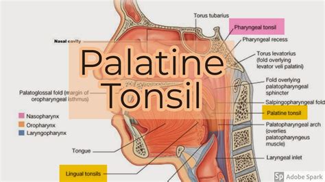 Palatine Tonsil Anatomy Hot Sex Picture
