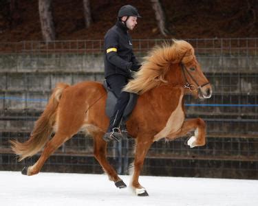 Het ijslandse paard is een ras van paard ontwikkeld in ijsland. Gaaf IJslander veulen (sport toekomst) | Bokt.nl