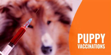 Puppy Vaccinations List Of Shots Schedule Timeline Prices And Faq