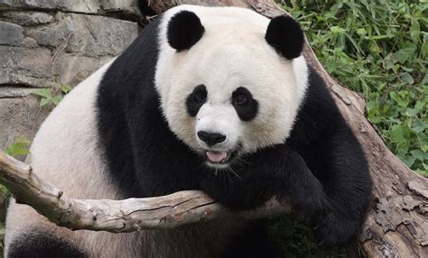 Giant Panda Nickelodeon Animals Wiki Fandom