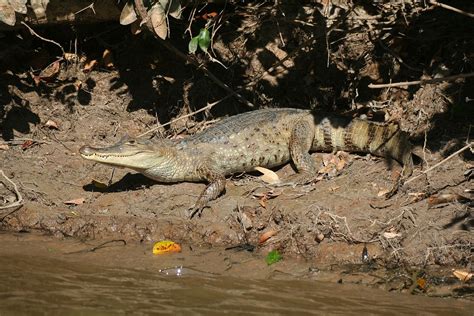Spectacled Caiman Facts And Pictures