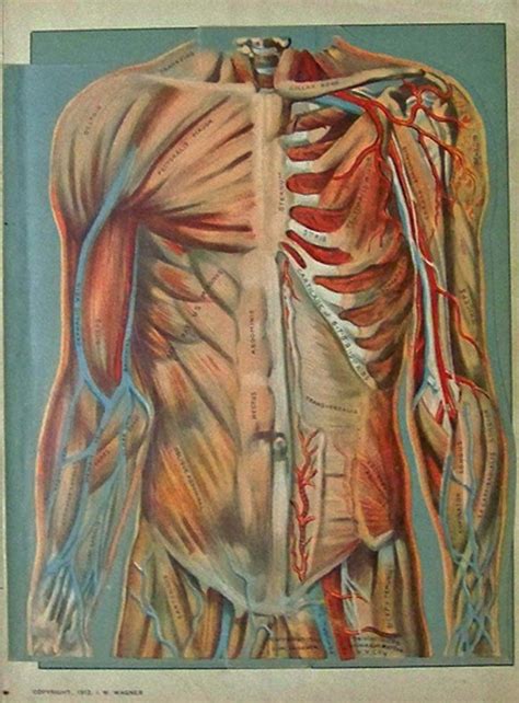 The rib cage is made up of 12 pairs of ribs, 12 thoracic vertebrae, and the sternum. 1000+ images about Vintage Anatomy on Pinterest | Medical ...