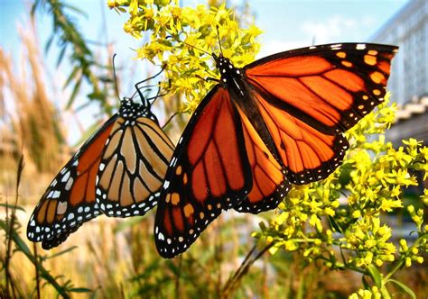 Monarch Butterfly Facts For Kids Monarch Butterfly Diet And Habitat