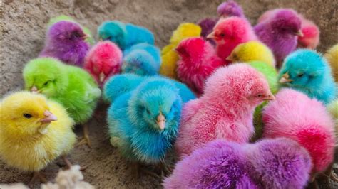 Menangkap Anak Ayam Warna Warni Ayam Rainbow Pop It Rainbow Kura