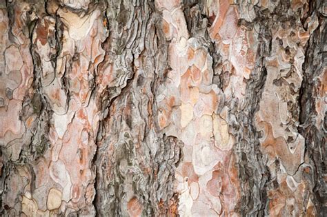 Very Old Tree Bark Stock Photo Download Image Now Istock