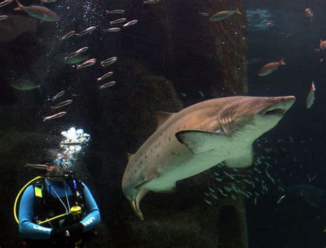 Texas Dentist Shares Brutal Shark Attack Photos From Bahamas Vacation