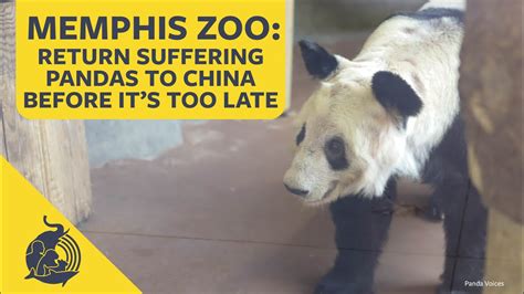 Memphis Zoo Return Suffering Pandas Yaya And Lele To China Before Its