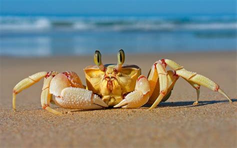 Animals Food Sand Beach Crabs Seafood Crustaceans Crab Fauna