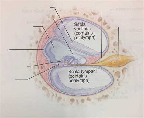 Anatomy Of The Cochlea Diagram Quizlet