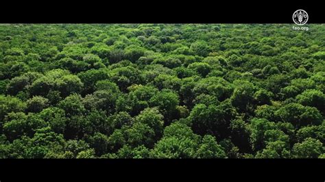 The Theme Of The International Day Of Forests For 2021 Is Forest
