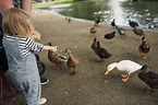 «Father And Daughter Feeding The Ducks At The Park» del colaborador de ...