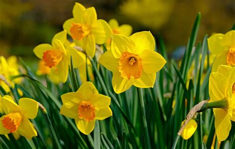 Yellow Daffodils Flowers Spring Wallpapers Wallpaper Cave