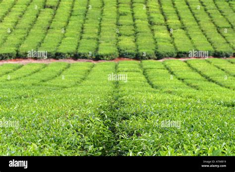 Lush Green Field Of Growing Tea In An Australian Tea Plantation