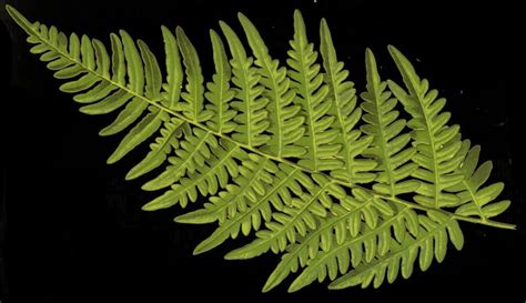 When someone says something really stupid or obvious that ruins a good joke, everyone but the person who killed the joke goes to sleep. The meaning and symbolism of the word - «Fern»