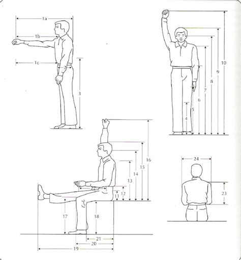3 Anthropometric Measures For Standing And Sitting Source Wickens Et