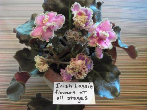 African Violet Streptocarpus Irish Lassie In The Cape Primroses