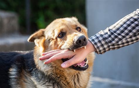 Dog Bites Lawyers For Dog Bite Injuries Injury Law Rights