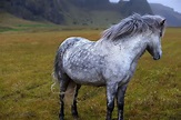 Horse of a Different Color | Horses, Show horses, Horse breeds
