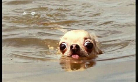 A Dog With Big Eyes Is Swimming Funny Animal Jokes Animal Jokes