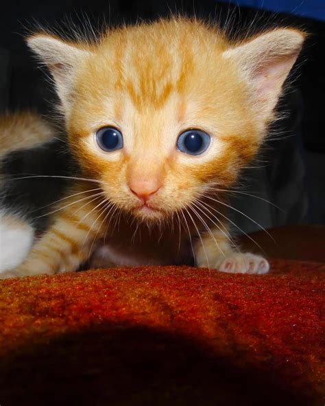 Closeup Of Ginger Kitten Ginger Kitten Cute Face Expression 6359407
