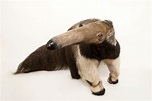 Giant anteater, facts and photos