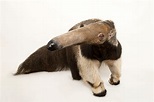 Giant anteater, facts and photos
