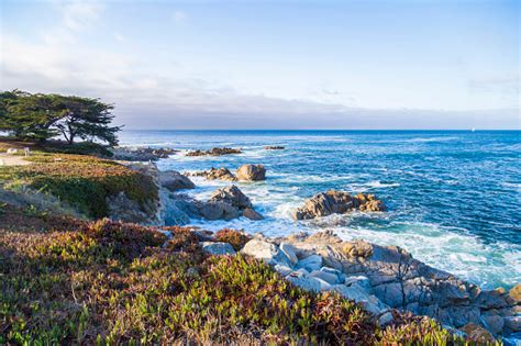 Pemandangan Laut Monterey Bay Dan Pohon Cemara Di Sunset California
