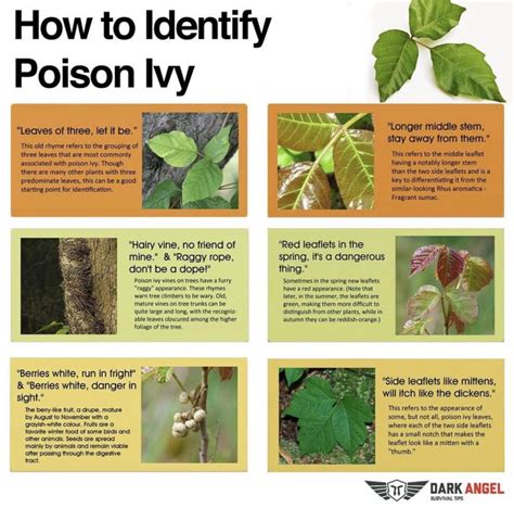 Your Complete Guide To Poison Ivy How To Spot It Prevent It And Treat
