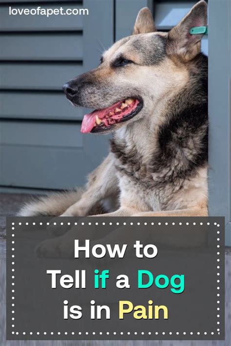 Pin On Dog Health Tips