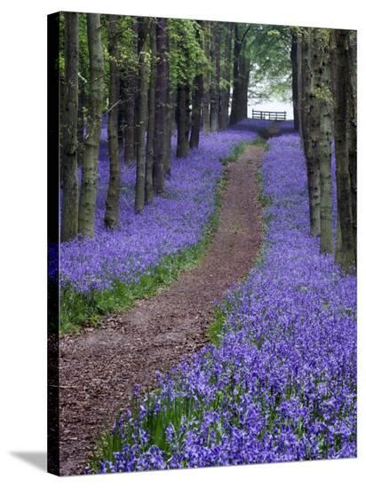 Spring Bluebell Woodlands Hertfordshire Uk Photographic Print By