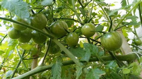 Comment faire mûrir les dernières récoltes de tomates vertes