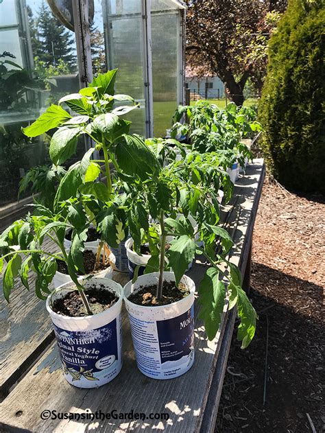 Hardening Off Plants Is Important Susans In The Garden