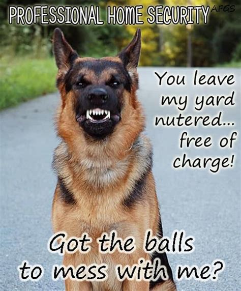 Scary Security System Funny Animals Funny Animal Pictures Dog Memes