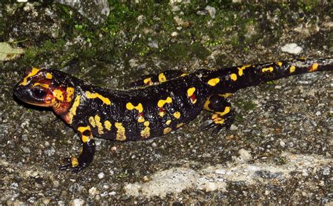 Free Picture Amphibian Salamander Animal Wildlife Zoology Reptile