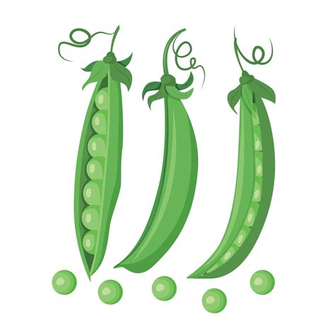 A Set Of Three Green Pea Pods Isolated On A White Background Vector