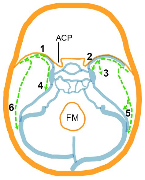 Schematic Illustration Of The Cranial Base Summarizing The Drainage