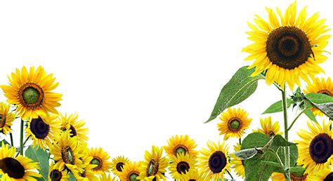 Free Download Aesthetics Wallpaper Sunflower Indias