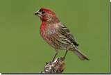 Pictures of House Finch Bird
