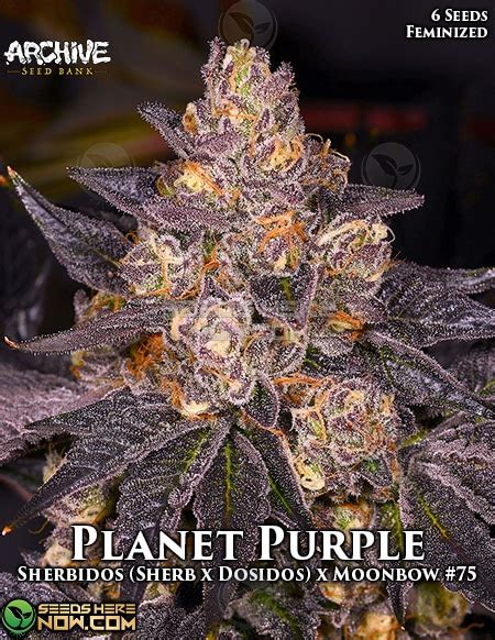 They have built a reputation for developing some of the best marijuana. Archive Seed Bank - Planet Purple Feminized » Seeds Here Now