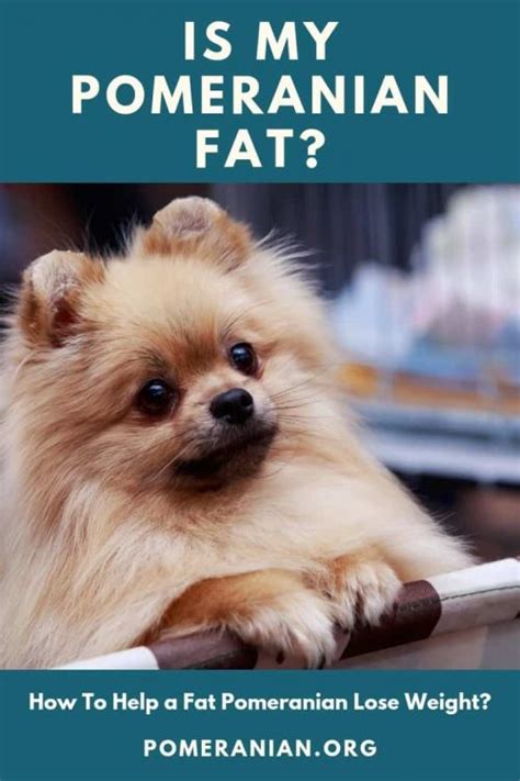 What Is A Healthy Weight For A Pomeranian Pets Lovers